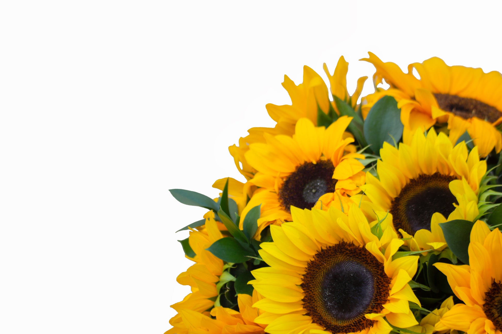 CILINDRO CON 20 GIRASOLES